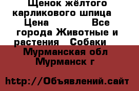 Щенок жёлтого карликового шпица  › Цена ­ 50 000 - Все города Животные и растения » Собаки   . Мурманская обл.,Мурманск г.